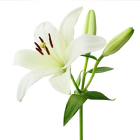 Obit Placeholder 15